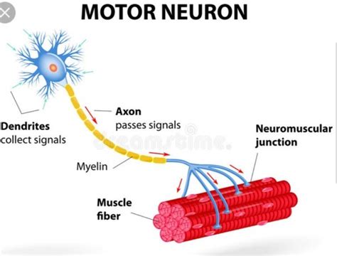 Role Of Motor Neuron In Muscle Contraction Webmotor Org