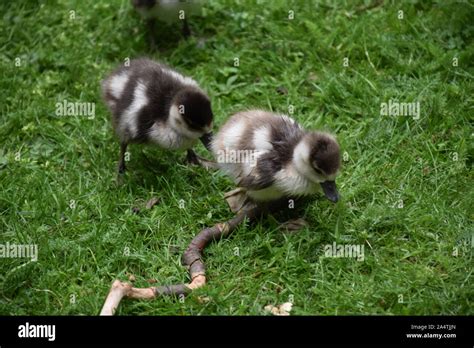 Waddling Baby Ducklings Following After Each Other Stock Photo Alamy