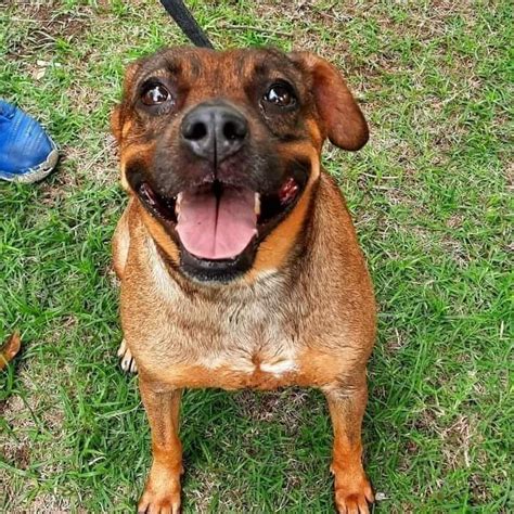 Todo dia cãezinhos projetoMila on Twitter RT abrigojoaorosa A