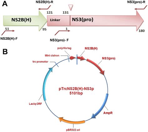 Schematic Representation Of Primer Binding Sites And Physical Map Of