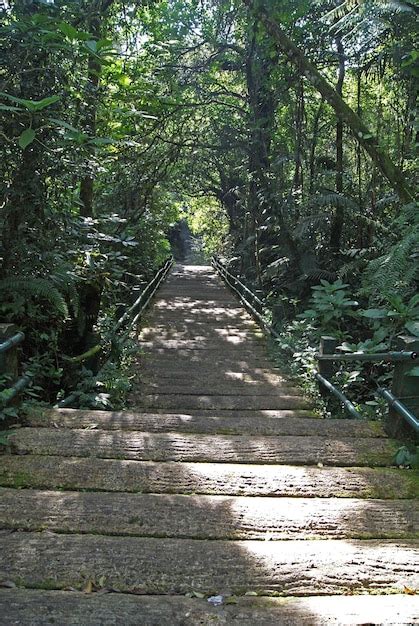 Ruta De Senderismo En El Bosque Foto Premium