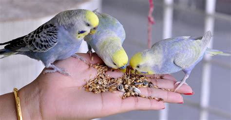 8 Makanan Burung Parkit Agar Sehat Dan Cepat Bertelur PintarPet