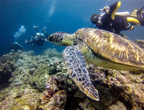 Moalboal Tour Pescador Island Tour Package Cebu City Tour