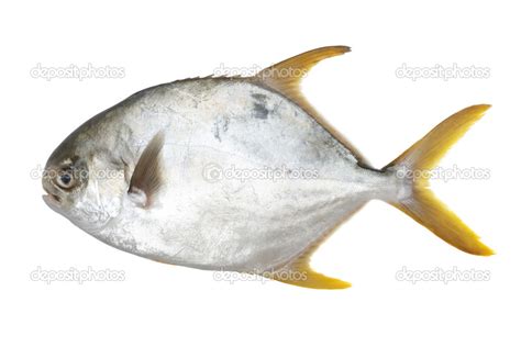 Pomfret Stock Photo by ©jianghongyan 15677867