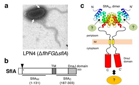 Biomolecules Free Full Text Regulation Of The Single Polar