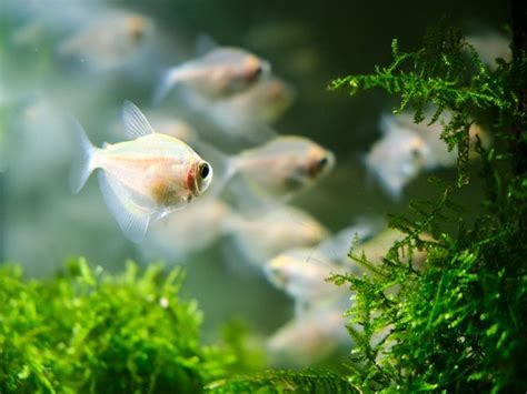 The Complete White Skirt Tetra Care Guide | Fishkeeping World