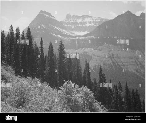 Trees And Bushes In Foreground Mountains In Background In Glacier