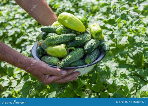 Harvesting On The Farm Cucumbers And Sweet Peppers Stock Image