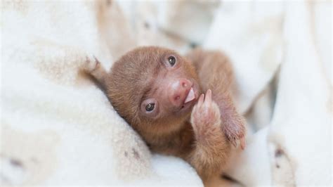 Download Tiny Cute Sloth Tongue Out Picture | Wallpapers.com