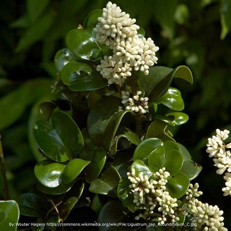 Curly Leaf Ligustrum In 2021 Fragrant Flowers Broadleaf Evergreen Evergreen Shrubs