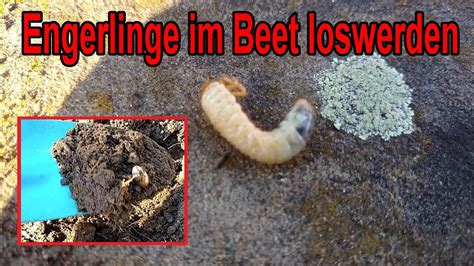 Engerlinge im Beet bekämpfen und im Garten loswerden YouTube