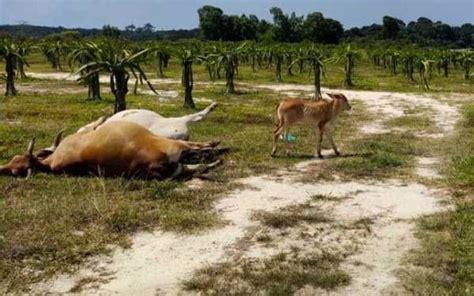 Gempar Ekor Lembu Mati Mengejut Dipercayai Diracun Semasa Mstar