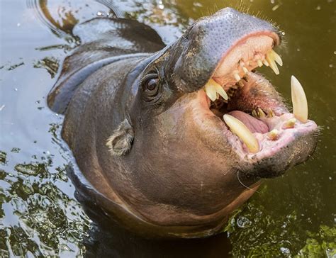 10 Hippopotamus Facts About The River Horses