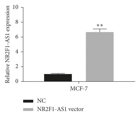 Upregulation Of Nr2f1 As1 Promoted Cell Proliferation Migration And Download Scientific