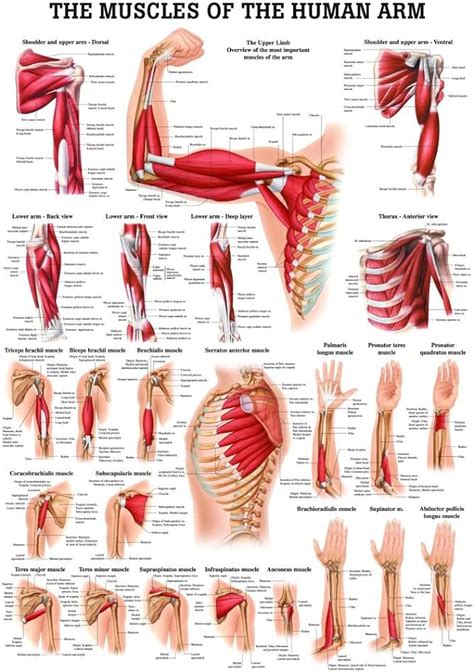 Anatomy Stock Images Upper Arm Musculus Triceps Brachii Biceps Muscle