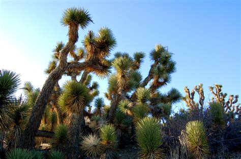 Joshua Trees The Joshua Tree The Largest Of The Yuccas G Flickr