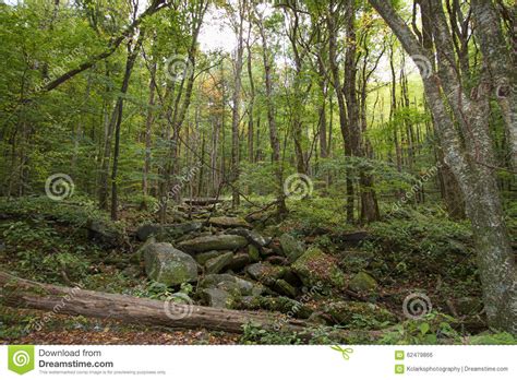 Rocky Lush Green Great Smoky Mountain Park Stock Photo Image Of