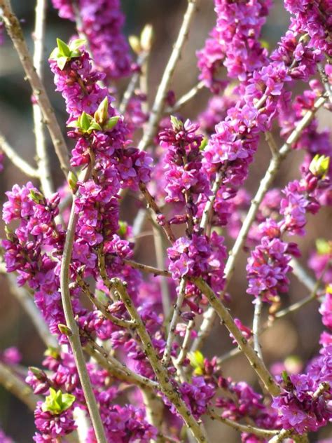 Free Images Nature Branch Blossom Flower Bloom Food Herb