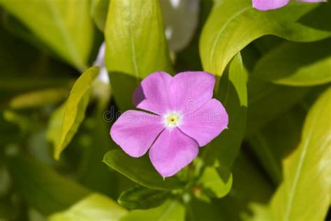 Madagascar Rosy Periwinkle Stock Photo Image Of Cultivar 242528712