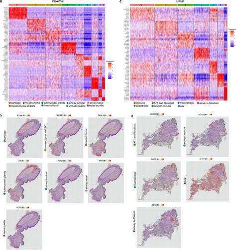 Spatial Transcriptomics Of Cartilaginous Airway And Distal Lung A Heat