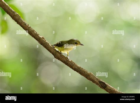 Beautiful Female Yellow Rumped Flycatcher Ficedula Zanthopygia