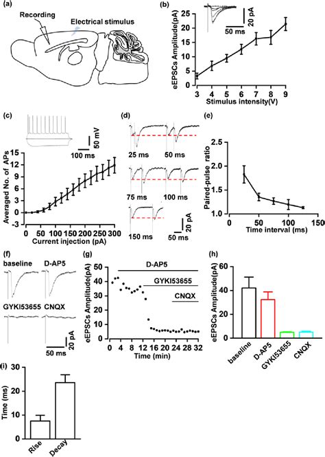 Figure From Supraspinal Facilitation Of Nociception By Glutamatergic