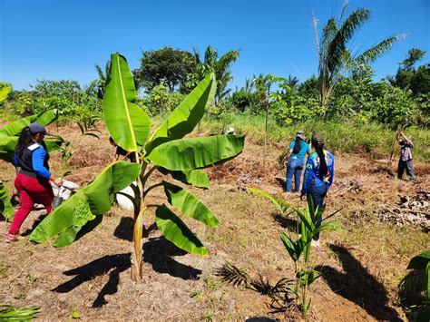 Em Autazes Idam Capacita Produtores Da Comunidade Nova Jerusal M O