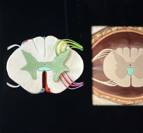 spinal cord Flashcards | Quizlet