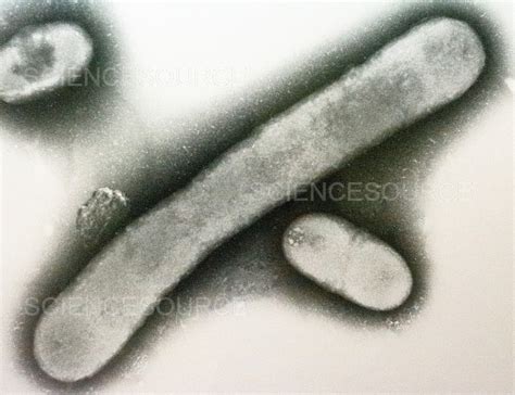 Acinetobacter Bacteria Tem Stock Image Science Source Images