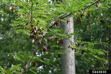 Water Locust Gleditsia Aquatica