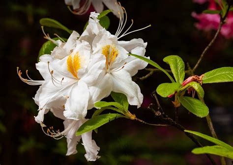 Azalea Azaleas Rododendro Foto Gratis En Pixabay Pixabay