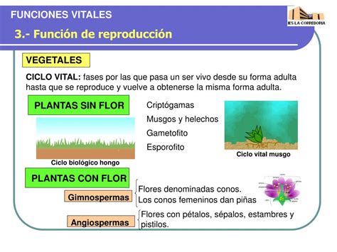 Ppt Funciones Vitales De Los Seres Vivos Powerpoint Presentation Ab Images Hot Sex Picture