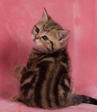 Развитие котят по неделям и месяцам. Возраст котенка