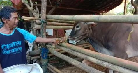 Cerita Saban Di Lebak Ngaku Bangga Sapi Monster Miliknya Dibeli Jokowi