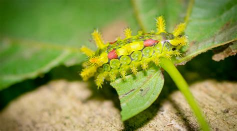 Puss Caterpillar Spines