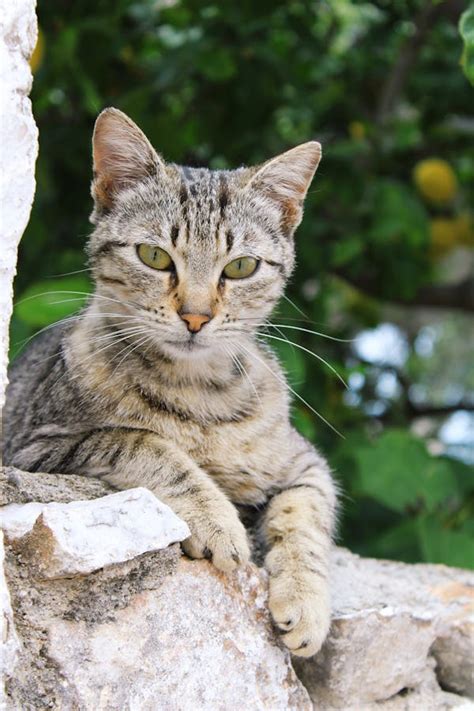 Тест: Какой ты котик?