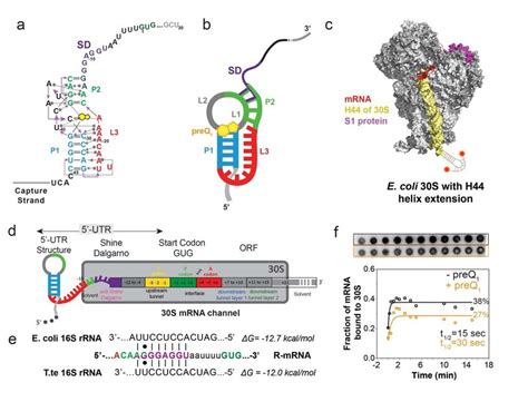 Schematic Of A Model Mrna With Tte Riboswitch At Its 5 Utr To Study