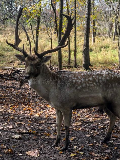 Large Male Sika Deer at Wildlife Zoo Stock Image - Image of white, spots: 162539249