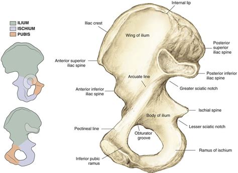 Hip And Pelvis Musculoskeletal Key