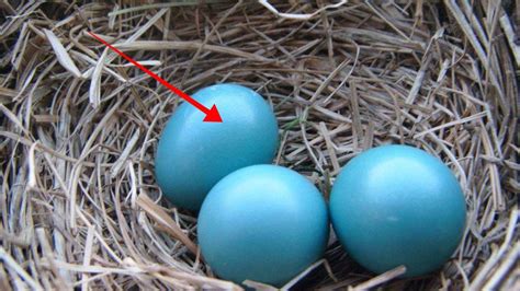 pourquoi des oiseaux pondent des oeufs bleus voici quelques infos