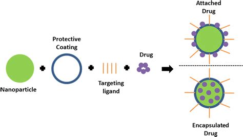 Schematic Of Drug Loading Options In Targeted Drug Delivery Download