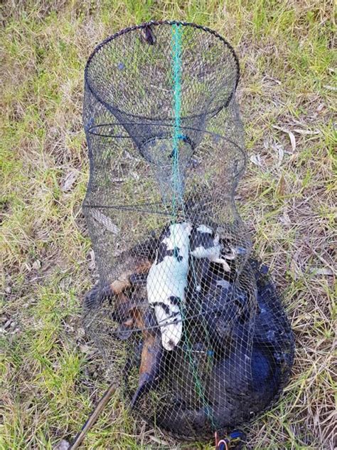 Seven Dead Platypuses Found In Fishing Trap In Victoria River News