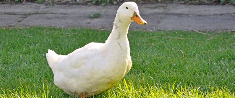 Farm Animals Duck