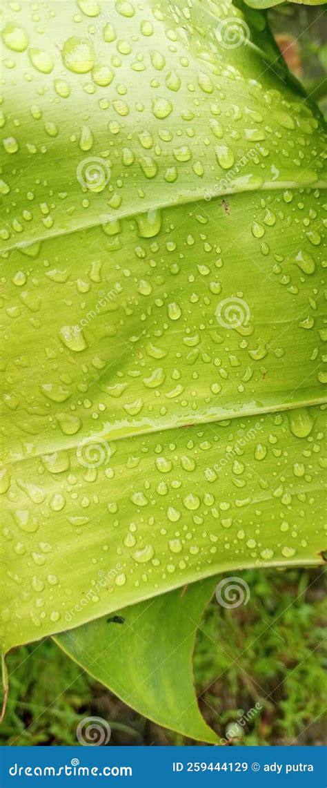 Back Drop Leaf Stock Image Image Of Moisture Produce 259444129