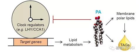 科学网—plant Cell拟南芥中磷脂酸pa与生物钟调节子之间相互作用的研究进展 闫宗运的博文