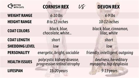 Cornish Rex Vs Devon Rex: Which One Will Be Your Choice?