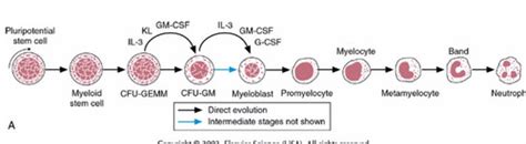 CLS 528 Hematology I Leukopoiesis Module 5 Flashcards Quizlet