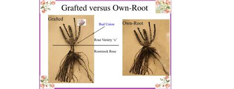 Grafted Vs Own Root Roses So What S The Big Deal Wenke Greenhouses