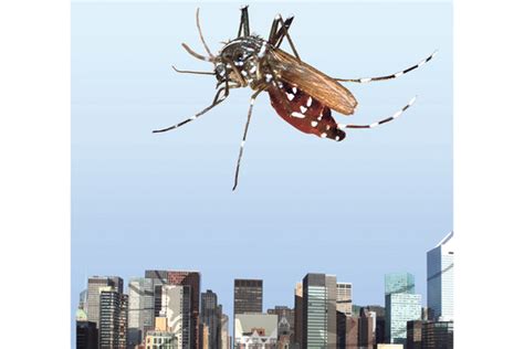 Attack Of The Urban Mosquito Wsj