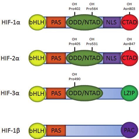 The HIF Isoforms And Their Functional Domains The HIF System Consists